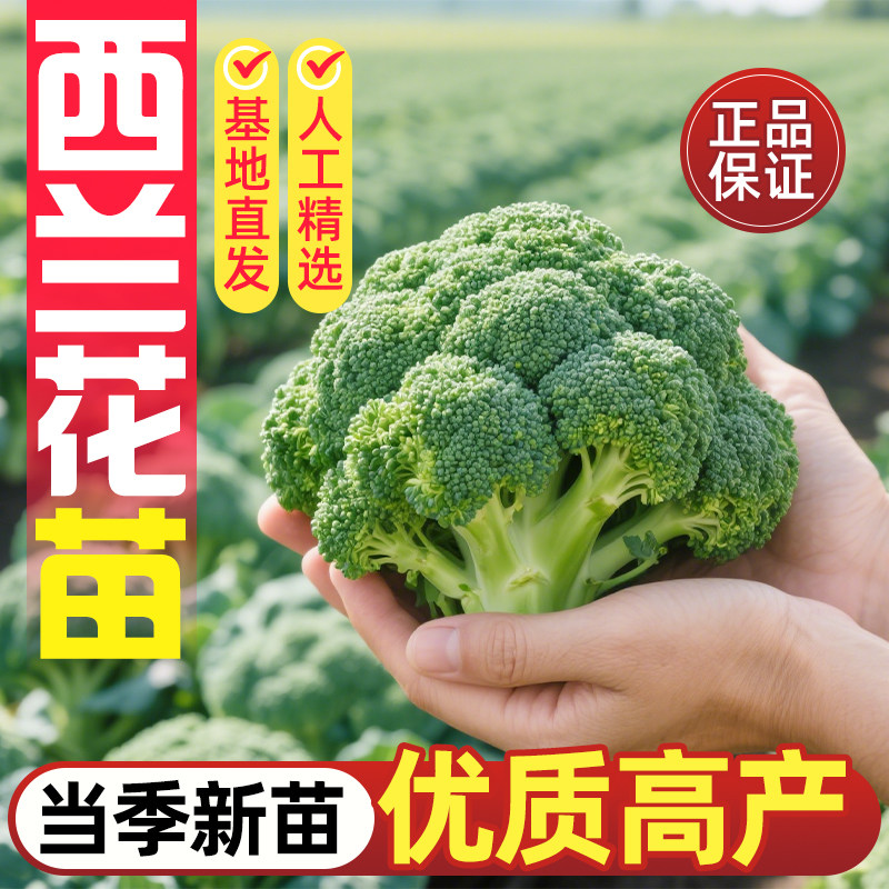 西兰花芽苗西蓝花秧苗新鲜四季农家天然蔬菜精品阳台盆栽菜园种植