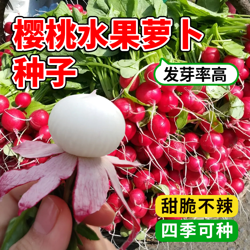 领沃樱桃水果萝卜种子大全秋冬季