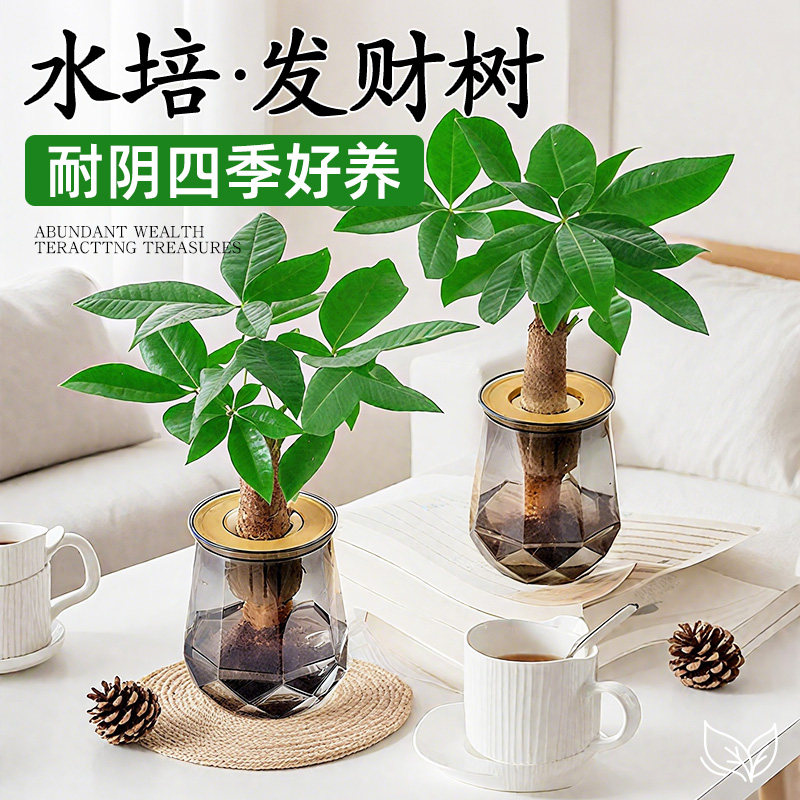 发财树水培裸根绿植盆栽图片
