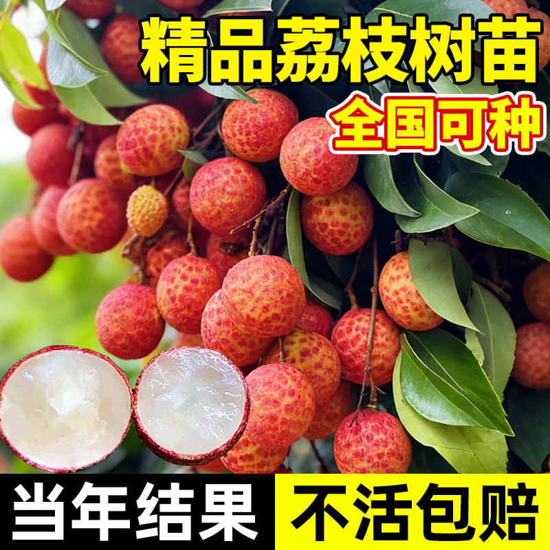 荔枝树苖无核桂味果树盆栽妃子笑嫁接水果树苗糯米糍果苗当年结果,鲜花速递/花卉仿真/绿植园艺,果树,淘宝优惠券,粉丝福利购,淘宝优惠卷
