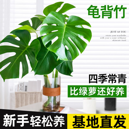 龟背竹可水培大盆栽喜温耐阴室内