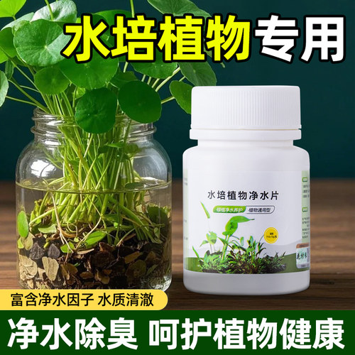 水培植物净水片净化水质植物保鲜