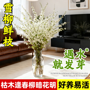 雪柳鲜枝带花苞干枝雪柳花水养水培植物阳台绿植盆栽室内客厅花卉
