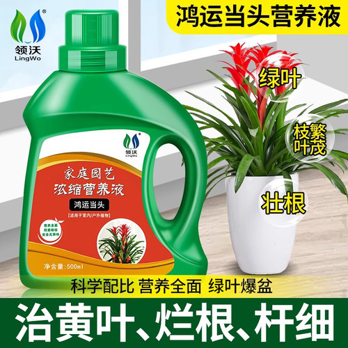 鸿运当头营养液促开花防枯萎黄叶