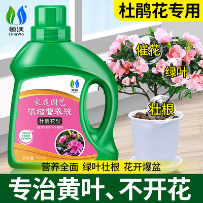 杜鹃花营养液专用肥花肥料通用型