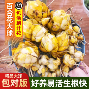 香水百合种球种苗重瓣四季播种家庭园艺水土培种植易开花进口大球