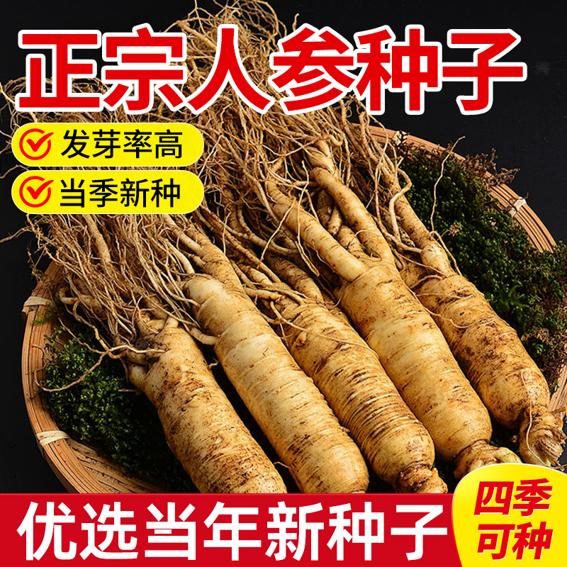 人参种子东北长白山野生中草药材盆栽南北方室外阳台庭院四季植物