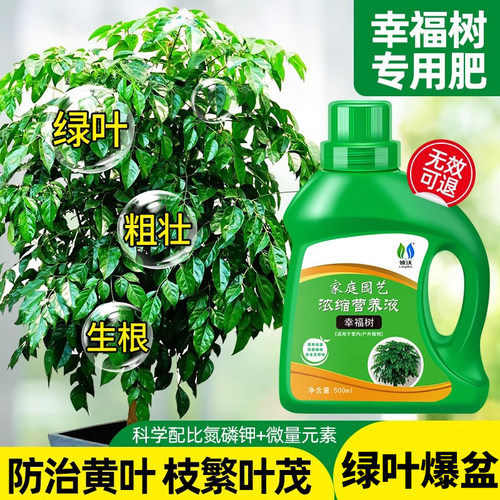 幸福树专用肥料营养液叶干枯花肥