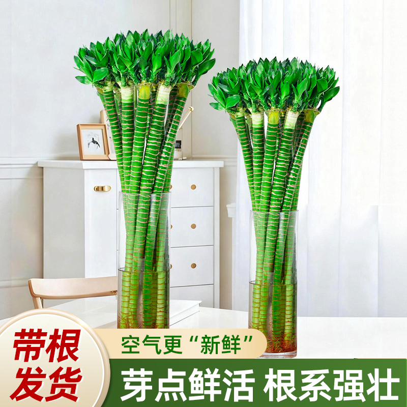 文昌竹4支金榜题名卧室招财绿植