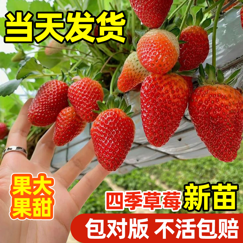 领沃草莓苗秋冬季盆栽结果穴盘苗