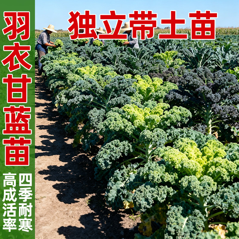 羽衣甘蓝苗四季新鲜秧苗可食用绿紫甘蓝家用盆栽种籽春季蔬菜大苗,鲜花速递/花卉仿真/绿植园艺,种苗/半成品盆栽,淘宝优惠券,粉丝福利购,淘宝优惠卷