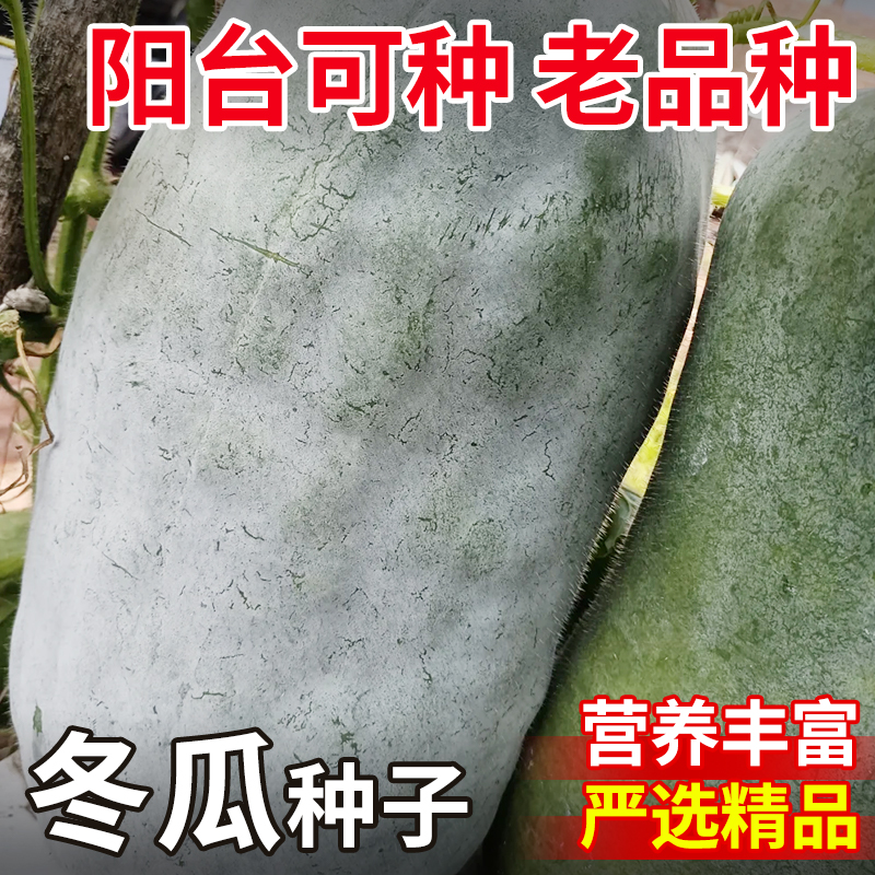 冬瓜种籽高产特大巨型白皮老品种