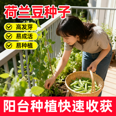 领沃荷兰豆高产耐寒防虫易种通用