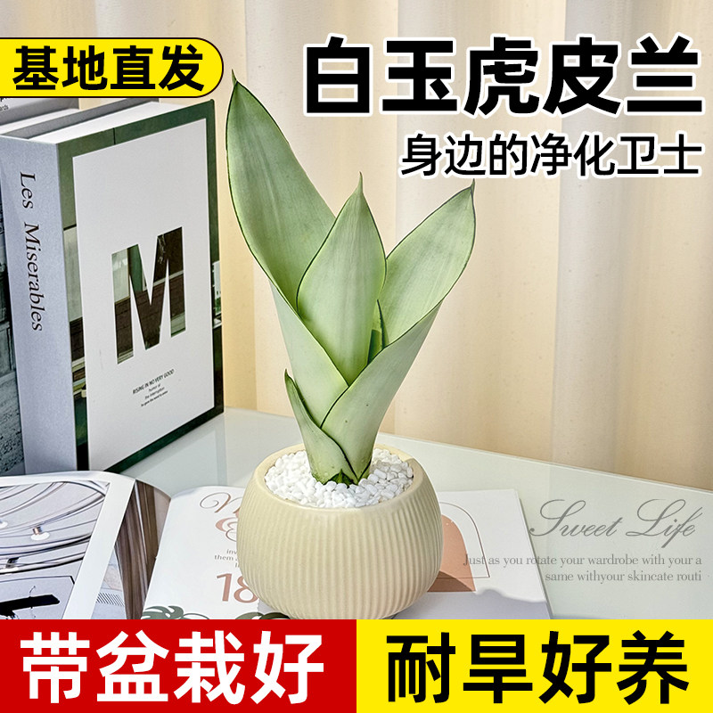 虎皮兰绿植盆栽办公室桌面植物室内净化空气耐阴好养白玉金边棒叶