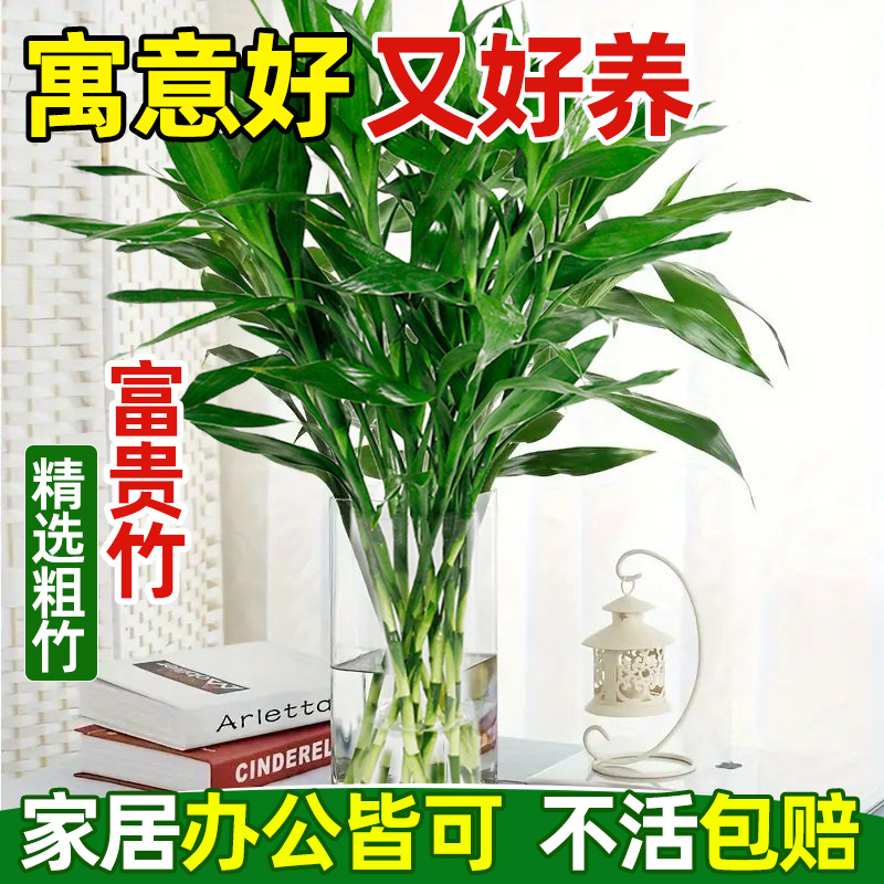 领沃富贵竹水培植物客厅招财盆栽