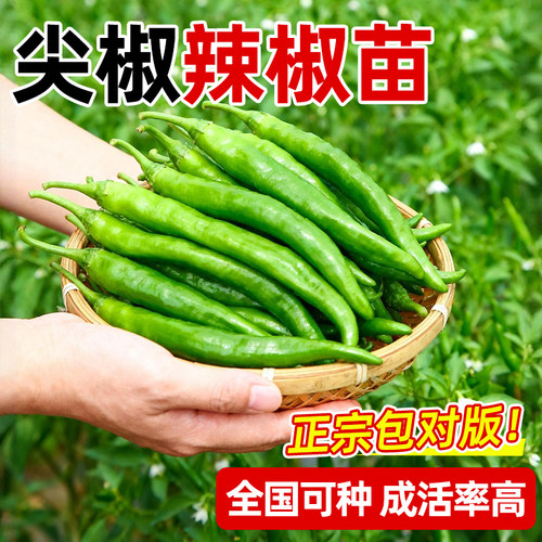 尖椒辣椒苗带土球高产包对版