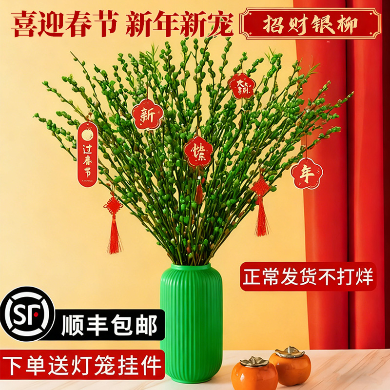 银柳真花鲜枝绿色干花喜庆年宵花