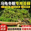 乌龟冬眠专用苔藓椰土椰砖爬宠干智利苔藓免发泡保暖垫料过冬用品