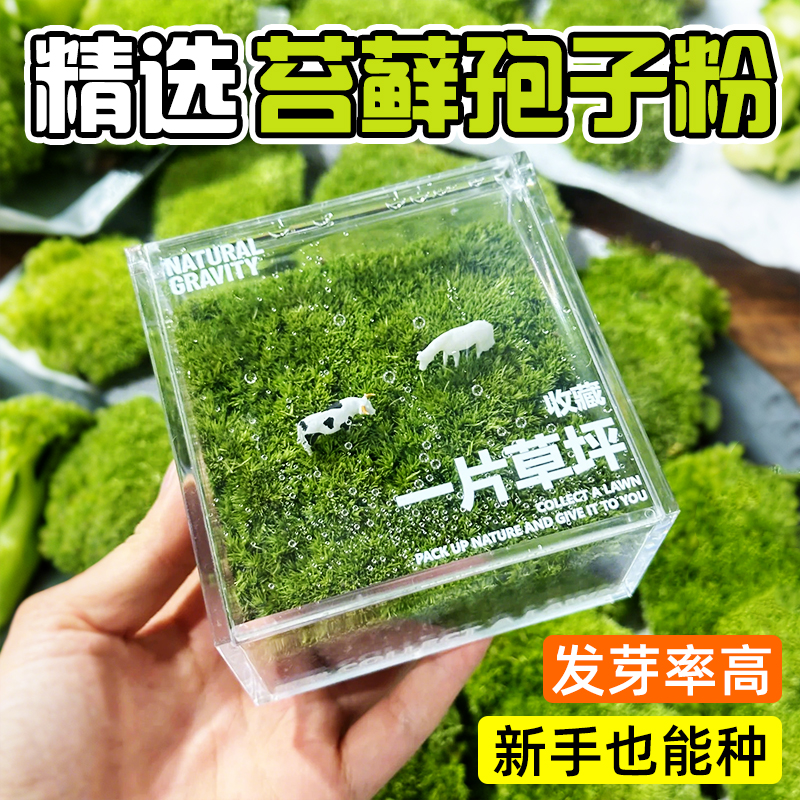 苔藓孢子粉鲜活青苔绿植永生苔藓
