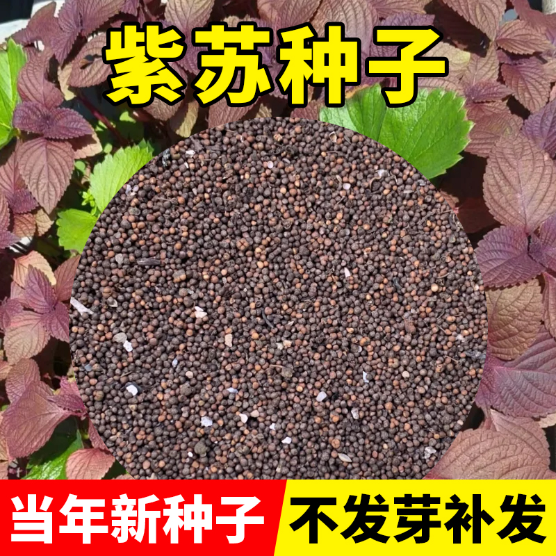 紫苏种子大全食用四季老品种大叶