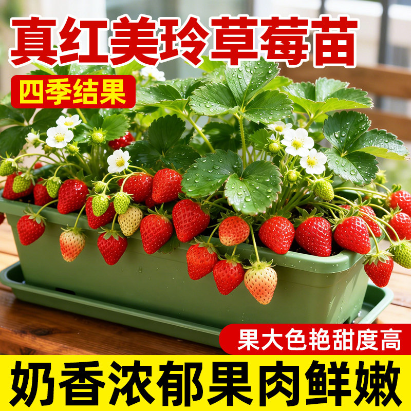 草莓苗秧真红美玲四季结果阳台种植盆栽优质丹东99种子果树苗新苗,鲜花速递/花卉仿真/绿植园艺,种苗/半成品盆栽,淘宝优惠券,粉丝福利购,淘宝优惠卷