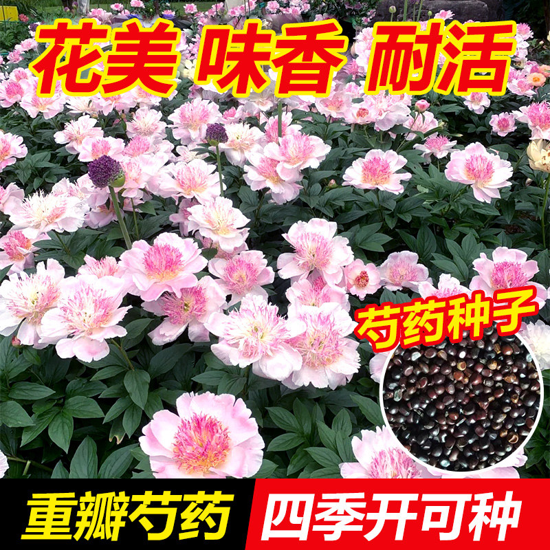芍药种子重瓣大花花种籽优种新种四季花卉可播种室外庭院阳台盆栽