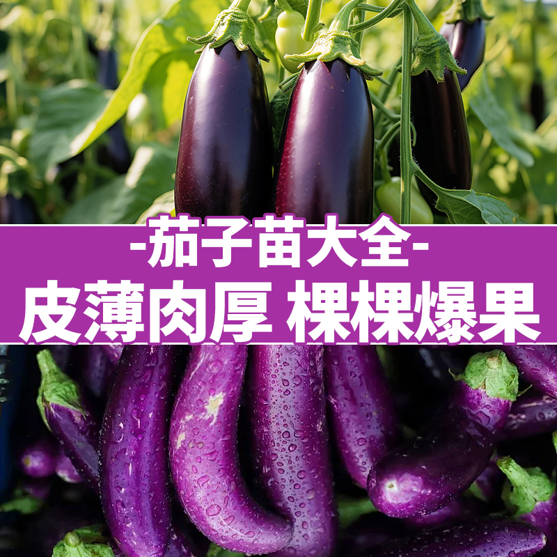 领沃茄子苗高产皮薄肉厚抗病性强