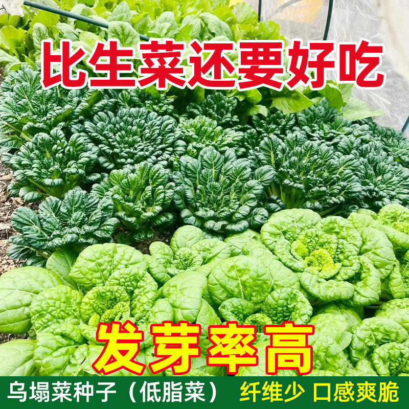 乌塌菜种子黄心乌菜籽耐热夏季农家四季高产发芽率高黑菜蔬菜种籽