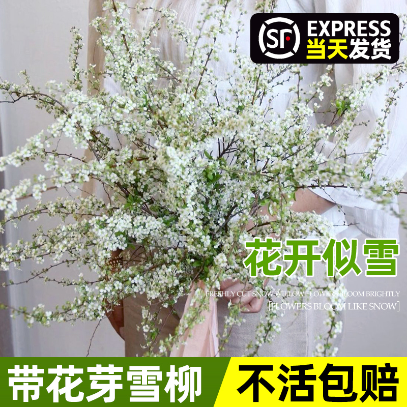 领沃雪柳鲜枝盆栽高级枝鲜切绿植