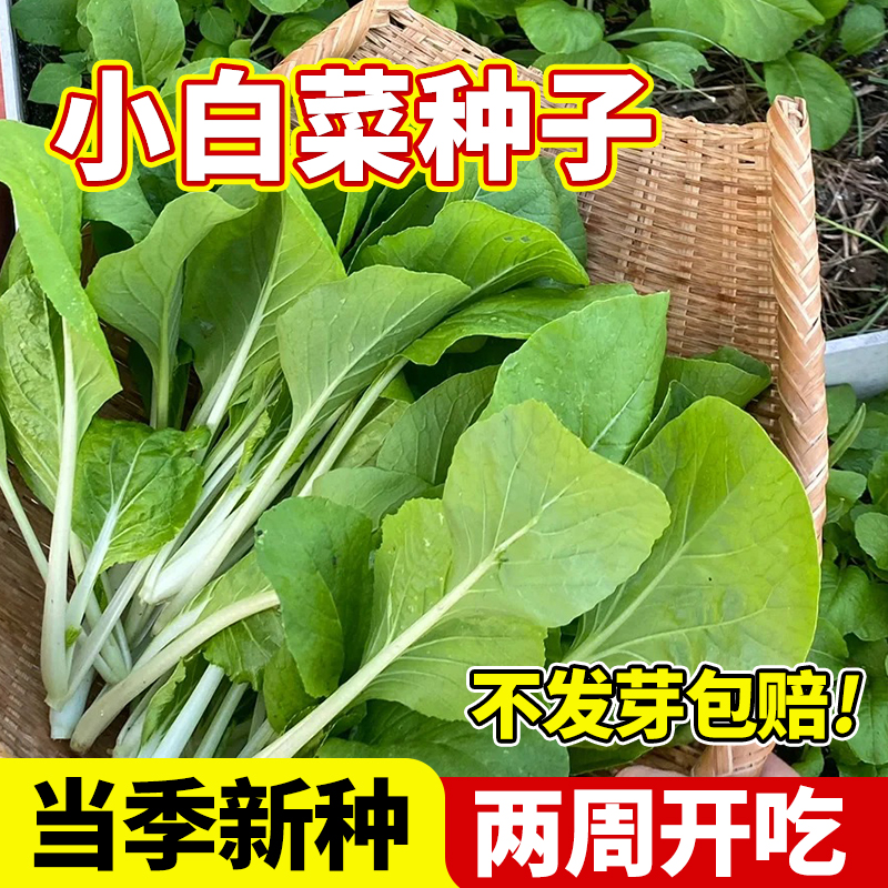 小白菜种子四季鸡毛菜和奶油快菜