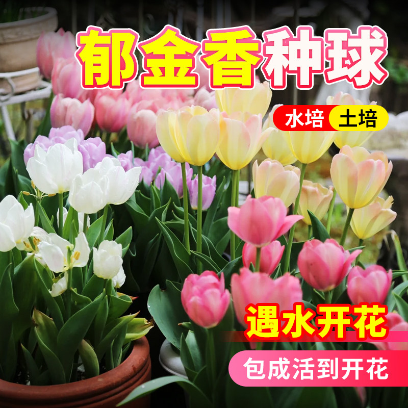 郁金香种球进口可土培水培养地栽图片