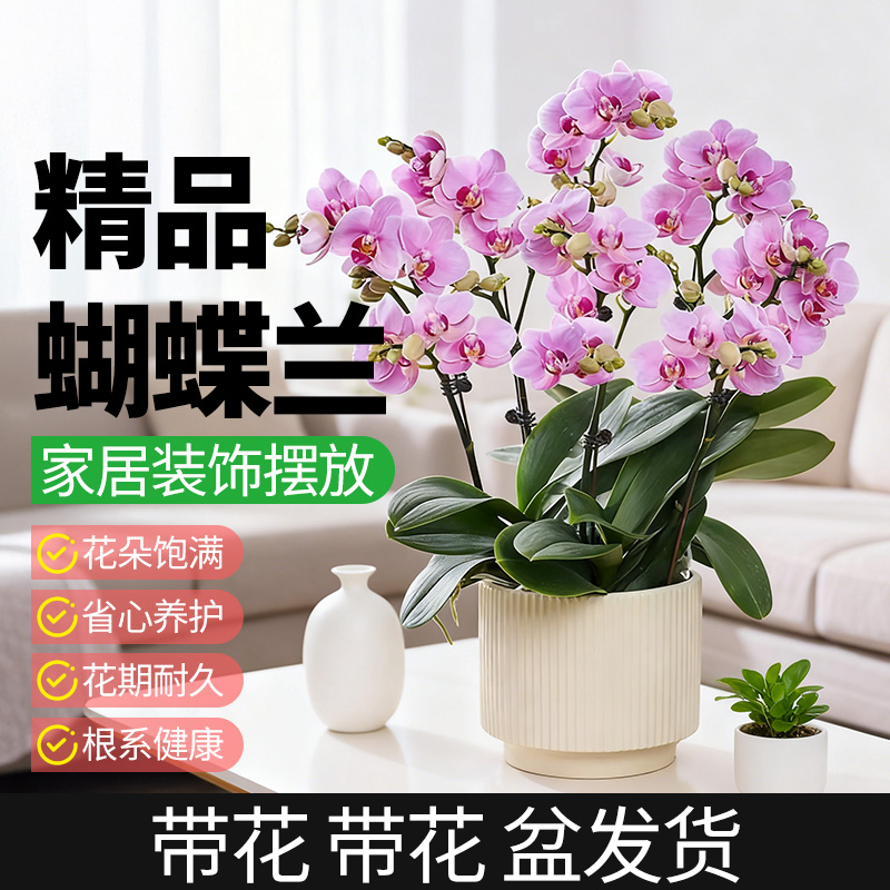 领沃蝴蝶兰家居装饰带花盆栽轻奢