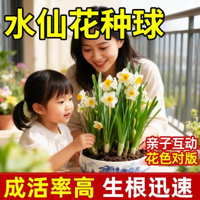 领沃水仙花种球水培土培香味浓郁