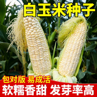 白玉米种子高产优质官方旗舰店早熟新品特大抗旱四季稳产脆甜种子