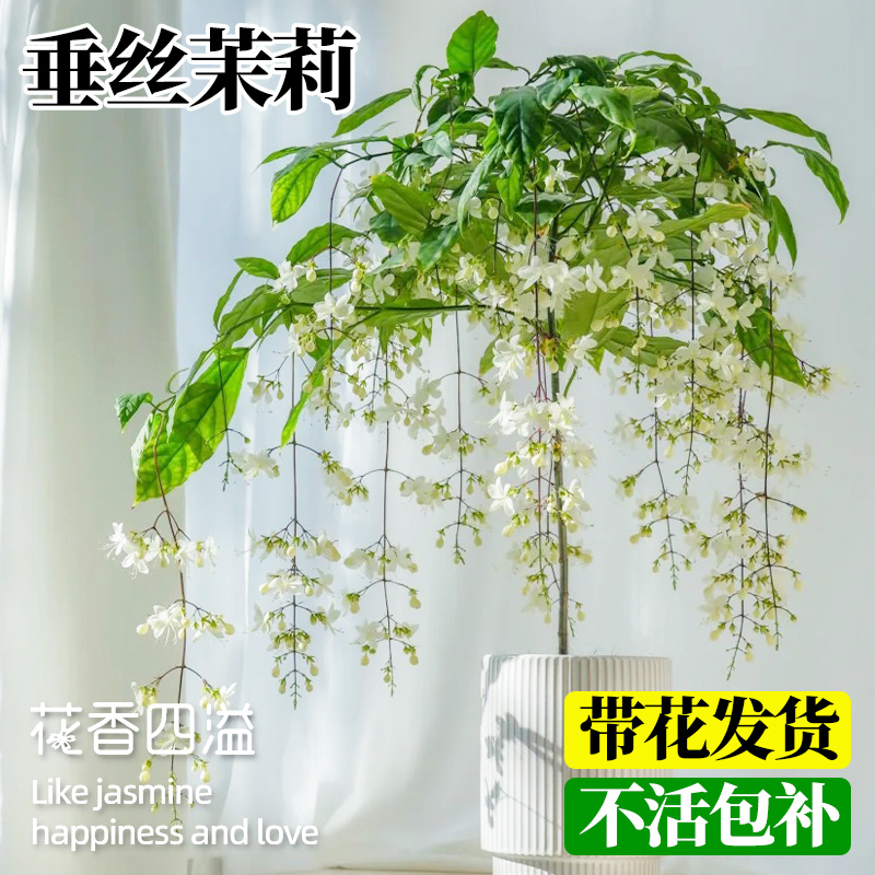 领沃垂丝茉莉盆栽带花苞绿植鲜花