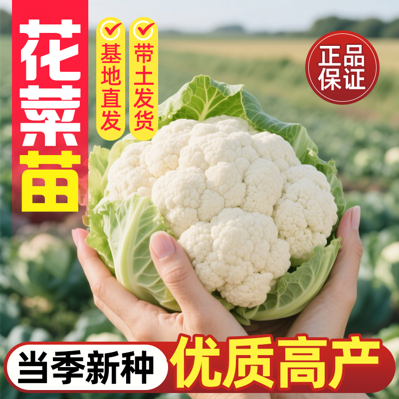 领沃花菜苗秋冬季节秧苗农家蔬菜