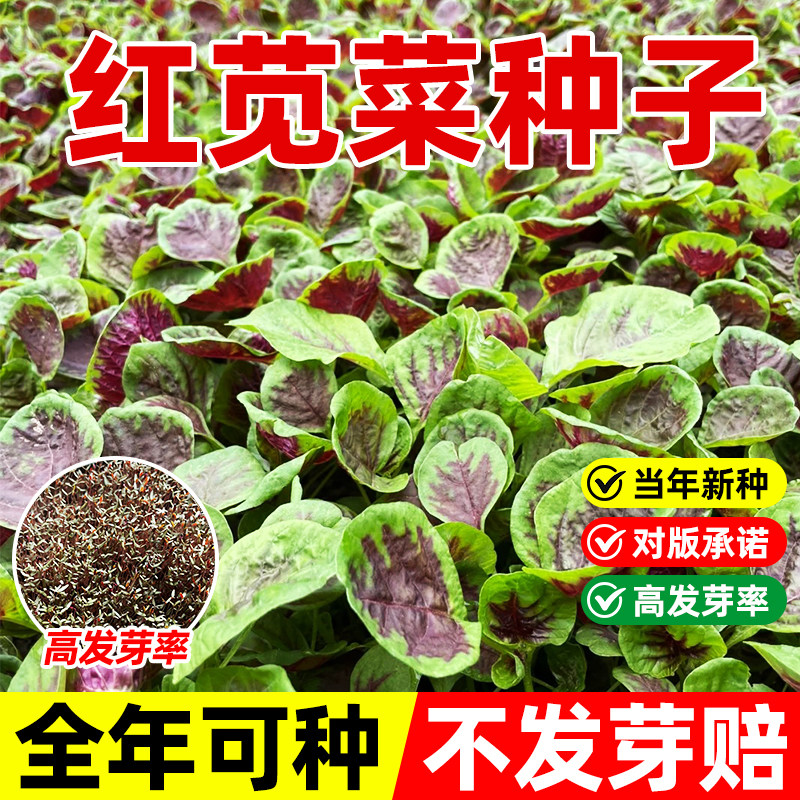 苋菜种子大全老品种菜籽白红圆叶大叶一点红野生农家蔬菜四季可种