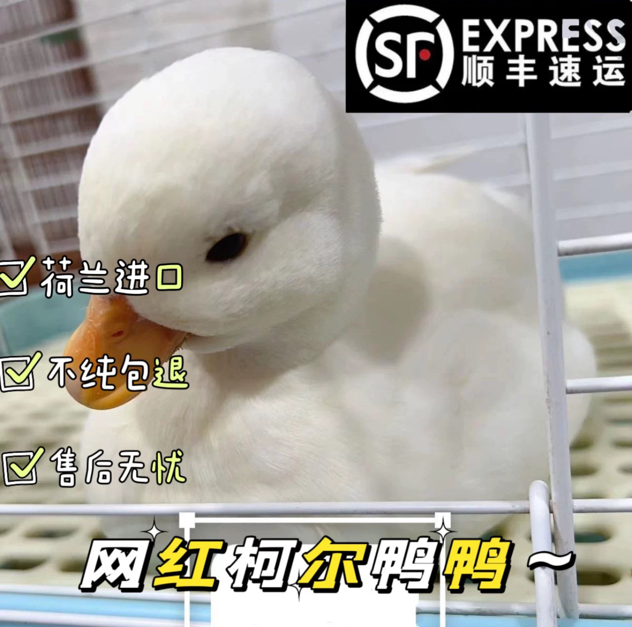 正宗纯种柯尔鸭活宠物柯尔鸭可达鸭s级鸭子赛级柯尔鸭宠物幼崽
