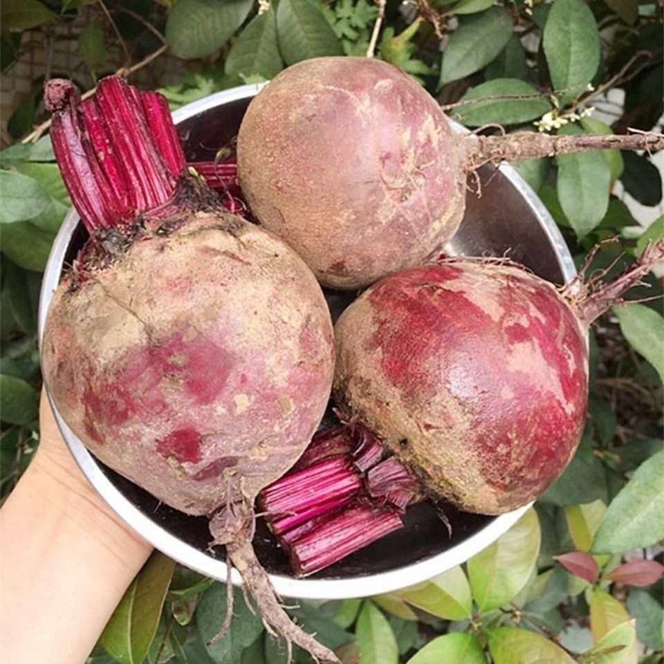 农家甜菜根红菜头榨汁凉拌烘焙新鲜时令蔬菜