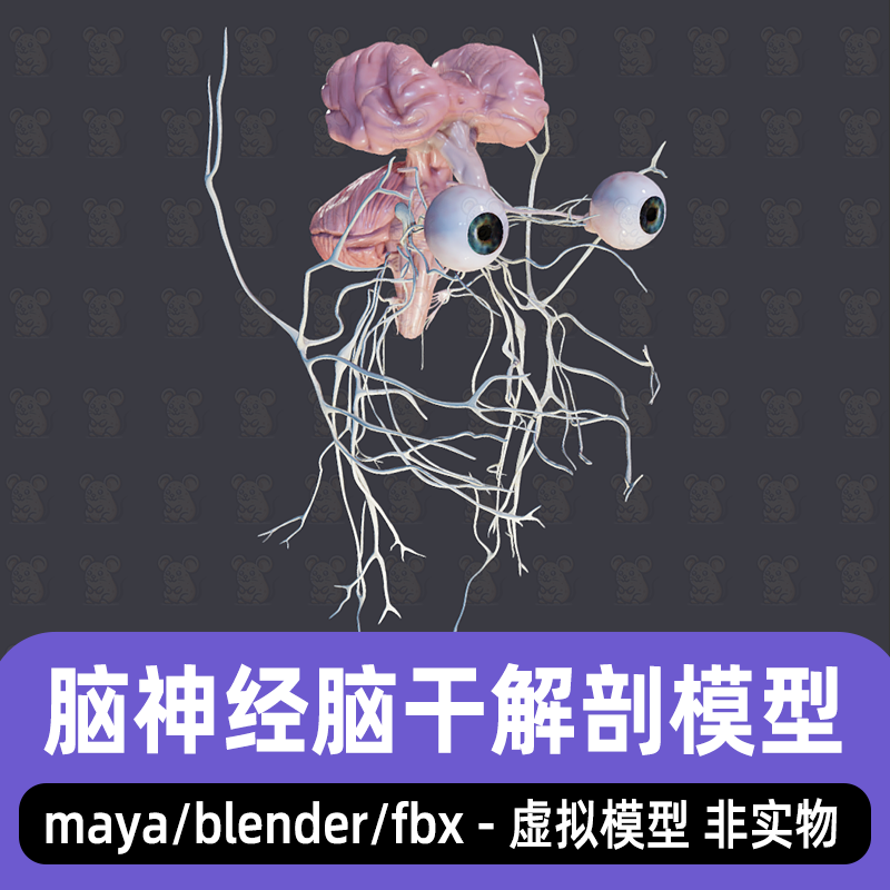 blender影视级人体解剖大脑结构maya神经功能解剖学脑结构3D模型