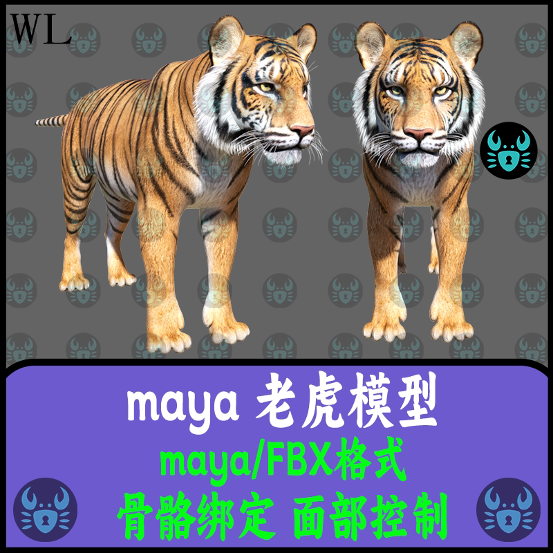maya老虎模型东北虎模型写实动物模型骨骼绑定面部控制材质3D模型