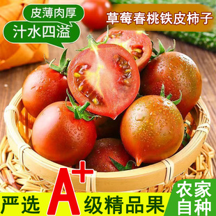 福建新鲜铁皮春桃柿子碱地西红柿水果自然熟现摘番茄现发孕妇生吃