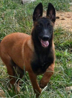 马犬幼犬纯种军犬护卫犬牧羊犬