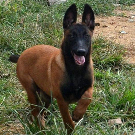 马犬幼犬活体幼犬马犬军犬警犬比利时爆黑红马犬护卫犬德国牧羊犬