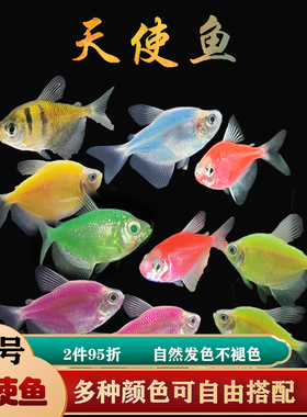 天使鱼热带鱼柠檬黄金紫艳蓝莓苹果绿小型观赏鱼淡水鱼活体宠物鱼