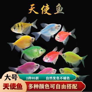天使鱼热带鱼柠檬黄金紫艳蓝莓苹果绿小型观赏鱼淡水鱼活体宠物鱼