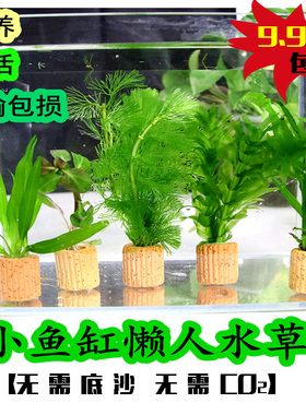 懒人真水草沉底净水小鱼缸不需底砂水草泥绿菊蜈蚣草定植沉底造景