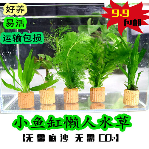 真水草沉底江苏发货懒人不用底沙