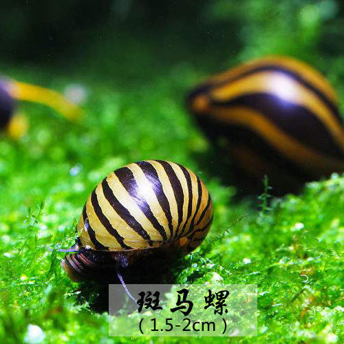 无锡销量上千除绿藻斑马螺除褐藻