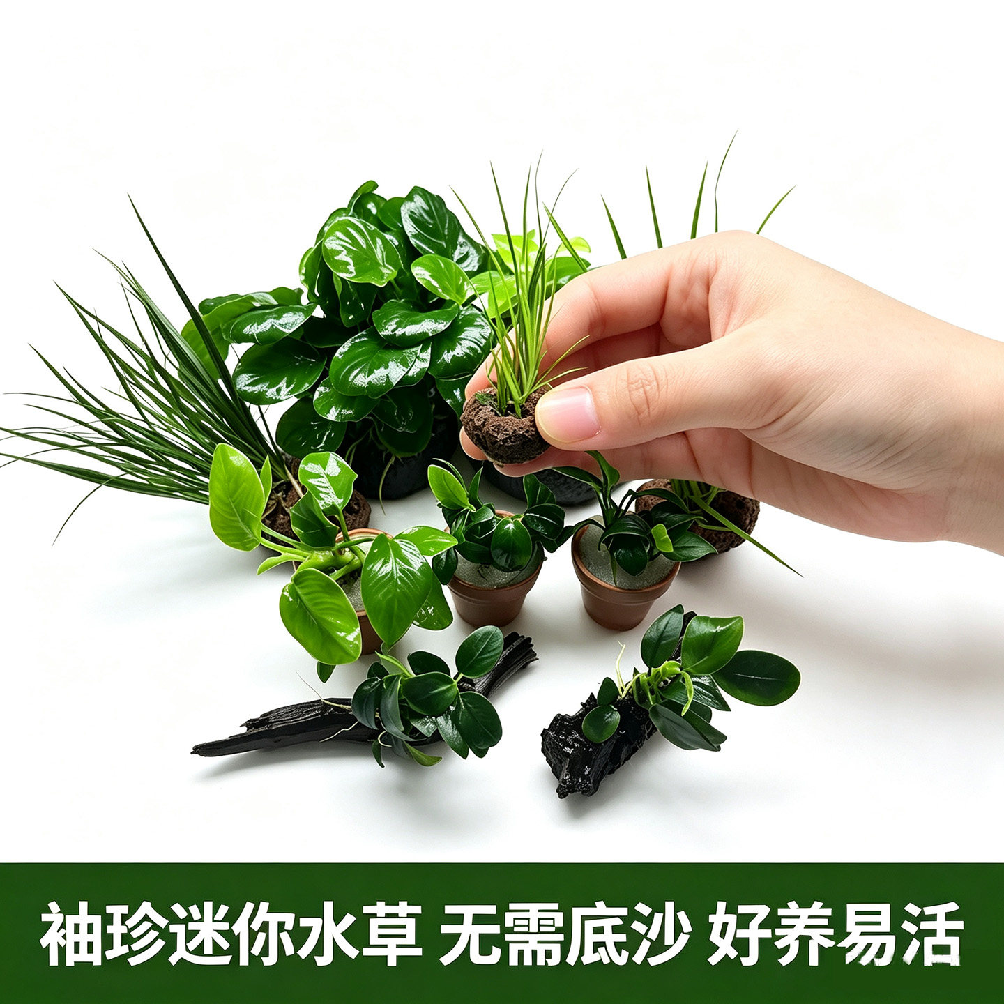 迷你真水草造景小型水族鱼缸懒人活水草无需水草泥底砂沉底半水缸